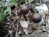 Psathyrella bipellis image