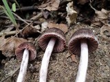 Psathyrella bipellis image