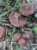 Psathyrella bipellis image