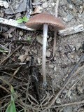 Psathyrella bipellis image