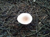 Clitocybe gibba image