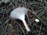Clitocybe gibba image