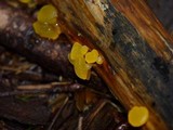 Guepiniopsis alpina image