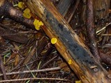 Guepiniopsis alpina image