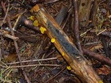 Guepiniopsis alpina image