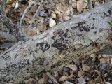 Hypoxylon fragiforme image