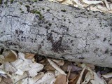 Hypoxylon fragiforme image