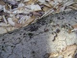 Hypoxylon fragiforme image