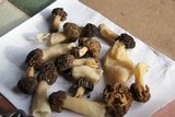 Morchella populiphila image
