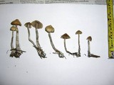 Psilocybe cyanofibrillosa image