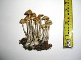 Psilocybe cyanofibrillosa image