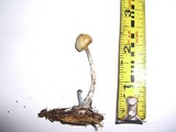 Psilocybe cyanofibrillosa image