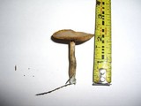 Psilocybe cyanofibrillosa image