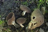 Helvella solitaria image