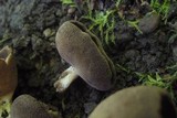Helvella solitaria image