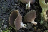 Helvella solitaria image