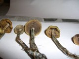 Psilocybe cyanofibrillosa image