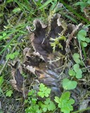 Peltigera membranacea image