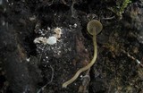 Simocybe centunculus var. centunculus image