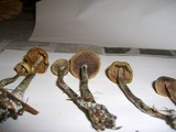 Psilocybe cyanofibrillosa image