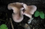 Panus conchatus image