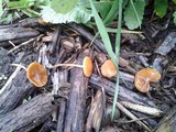 Conocybe rugosa image