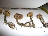 Psilocybe cyanofibrillosa image