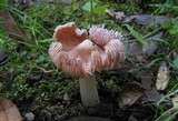 Hygrocybe calyptriformis var. calyptriformis image