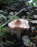 Hygrocybe calyptriformis var. calyptriformis image