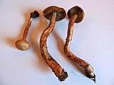 Inocybe bongardii image