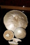Leucopaxillus lepistoides image