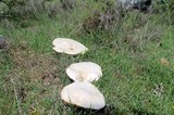 Leucopaxillus lepistoides image
