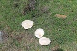Leucopaxillus lepistoides image