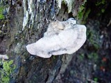 Bjerkandera adusta image
