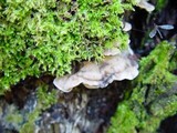 Bjerkandera adusta image