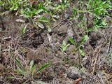 Cladonia rangiformis image