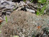 Cladonia rangiformis image