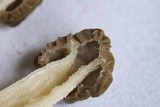 Morchella populiphila image