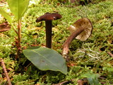 Lactarius lignyotellus image