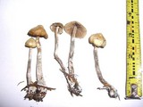 Psilocybe cyanofibrillosa image