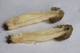 Morchella populiphila image