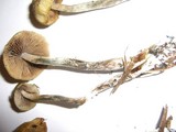 Psilocybe cyanofibrillosa image