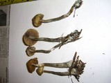 Psilocybe cyanofibrillosa image