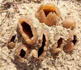 Peziza ammophila image