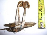 Psilocybe cyanofibrillosa image