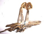 Psilocybe cyanofibrillosa image