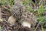 Morchella prava image