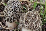 Morchella prava image