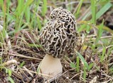 Morchella prava image