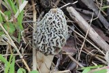 Morchella prava image